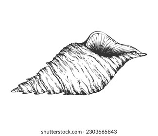 Hand drawn Seashell spiral cone. Black graphic sketch, engraving, ocean shell. Isolated, white background. Vector illustration