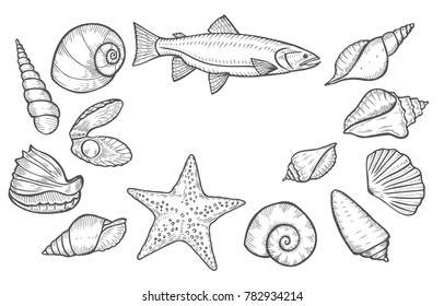 Hand drawn Seashell, starfish nature ocean aquatic underwater vector set. marine engraving illustration on white background