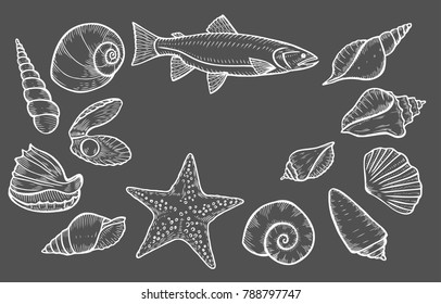 Hand drawn Seashell, starfish nature ocean aquatic underwater vector set