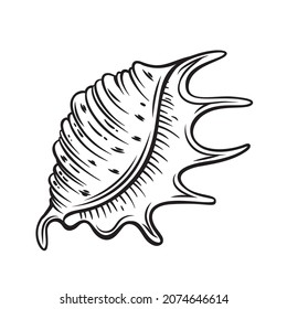 Hand drawn seashell vector illustaration. Marine underwater theme.