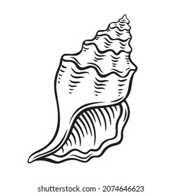 Hand drawn seashell vector illustration. Marine underwater theme.