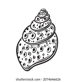 Hand drawn seashell vector illustration. Marine underwater theme.