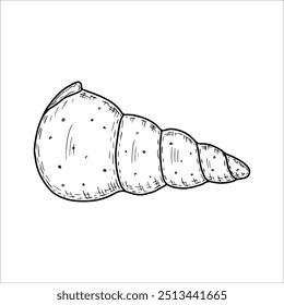 Hand drawn seashell. Vector illustration