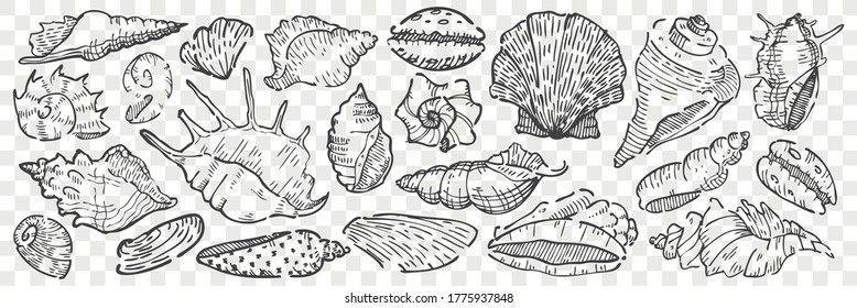 Hand drawn seashells doodle set. Collection of pencil chalk drawing sketches different shape bivalve mollusc shells isolated on transparent background. Protective hull of ocean animals illustration.