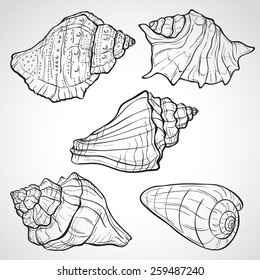 Hand drawn seashells, ink style vector illustration