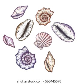 Hand drawn seashells. Isolated vector illustrations.