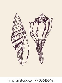 Hand drawn seashells made in vector. Beautiful marine design elements.