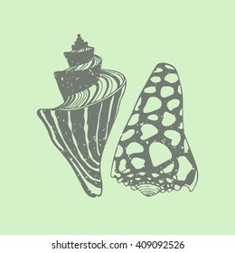 Hand drawn seashells made in vector. Beautiful marine design elements.