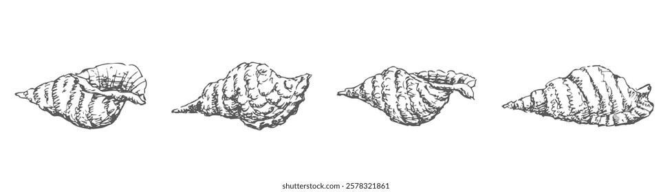 Hand drawn seashells set, vector sketches isolated on white