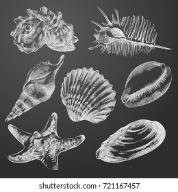 Hand Drawn Seashells Sketches Set. Collection Of Seashells Sketch Elements isolated on chalkboard