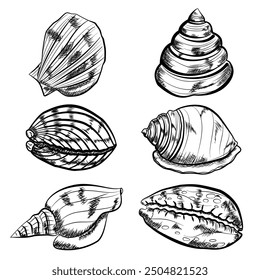 Ilustraciones vectoriales de conchas marinas dibujadas a mano aisladas sobre fondo blanco. Colección de concha y perfecto para invitaciones, tela, textil, lino, carteles, estampados, Anuncios.