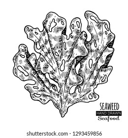 Hand drawn seaweed.