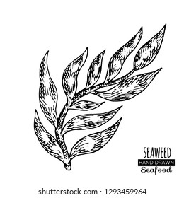Hand drawn seaweed.