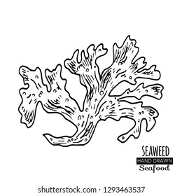 Hand drawn seaweed.