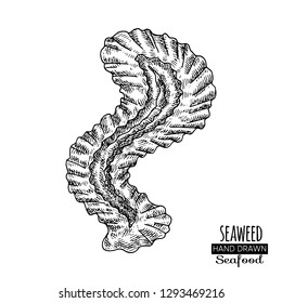 Hand drawn seaweed.