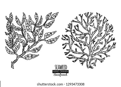 Hand drawn seaweed.