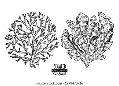 Hand drawn seaweed.