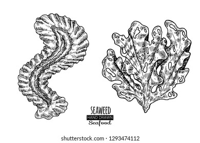Hand drawn seaweed.