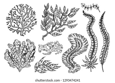 Hand drawn seaweed.