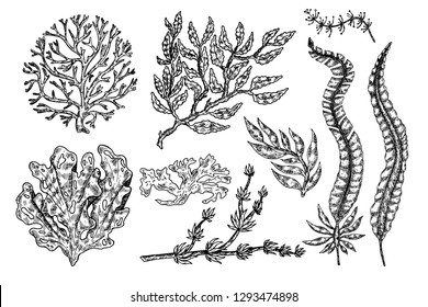 Hand drawn seaweed.