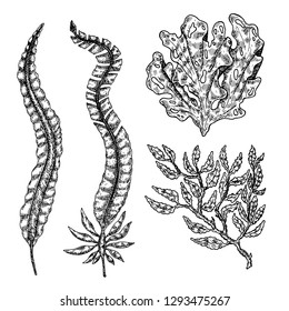 Hand drawn seaweed.