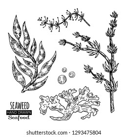 Hand drawn seaweed.