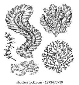Hand drawn seaweed.