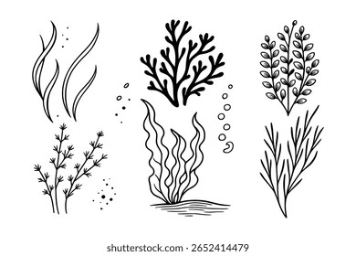 Coleção de algas marinhas desenhadas à mão ilustração vetorial, plantas subaquáticas e algas conjunto