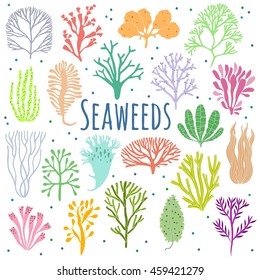 Hand drawn seaweed, coral set isolated on white background. Color sea plant icons. Vector illustration