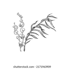 Hand drawn seaweed, kelp or laminaria - monochrome sketch vector illustration isolated on white background. Underwater marine flora element. Algae plant with engraving texture.