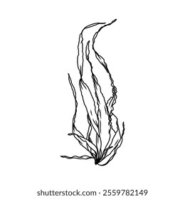 Hand drawn Seaweed kelp or laminaria seedling algae graphic illustration. Natural drawing