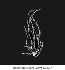 Hand drawn Seaweed kelp or laminaria seedling algae graphic illustration. Natural drawing