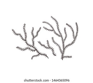 Hand Drawn Seaweed. Vector Illustration. Sea Weed Outline Isolated On White Background.