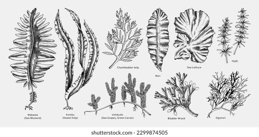 Hand drawn seaweed vector illustrations. Hand drawn sea vegetables black outlines - kelp, wakame, kombu, hijiki vector illustration. Edible algae drawings with names. Asian menu design elements