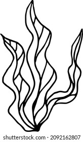 Hand drawn Seaweed vector on a white background