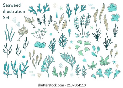 hand drawn seaweeds and sea life illustration