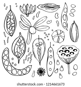 Hand drawn seedpods. Vector sketch  illustration.