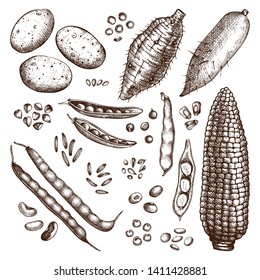 Hand drawn seeds and grains set. Agricultural plants collection. Gluten free food set. Vector vegetables beans, roots, seeds, grains drawing in engraved style. Great for packaging, menu, label. 