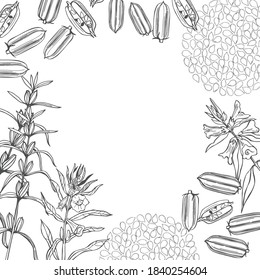 Hand drawn sesame plant. Vector  background. Sketch illustration