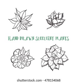 Hand drawn set of 4 succulents and other houseplants. Doodle set. Isolated. Hand drawing set of gardening illustration with text. Vector illustration. 