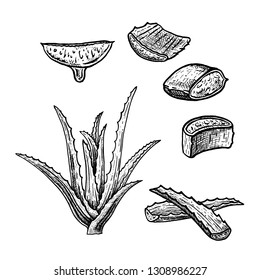 Hand drawn set of aloe vera. Retro isolated sketches. Vintage figure. Linear graphic design. Black and white image. Vector illustration.