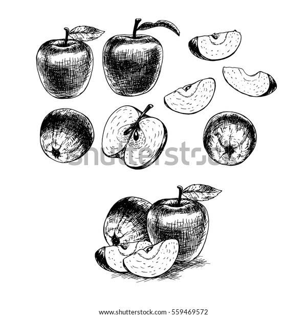 リンゴの手描きのセット レトロなスケッチ ビンテージコレクション 線形グラフィックデザイン 白黒の果物の画像 ベクターイラスト のベクター画像素材 ロイヤリティフリー