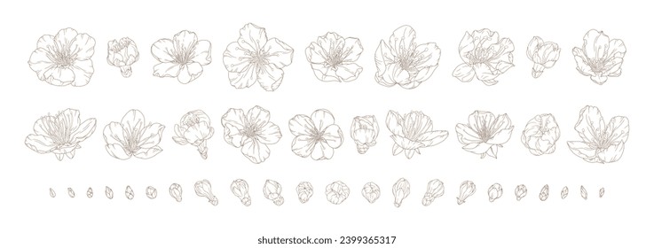 Hand drawn set of apricot blossoms and buds, isolated on white background. Spring cherry blossom flowers in modern line art style. Big collections of bloom sakura. Vector illustration