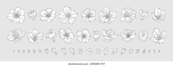 Hand drawn set of apricot blossoms and buds. Spring cherry blossom flowers in modern line art style. Big collection of bloom sakura. Black elements outline with white fill, vector illustration