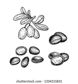 Hand drawn set of argan. Retro isolated sketches. Vintage figure. Linear graphic design. Black and white image. Vector illustration.