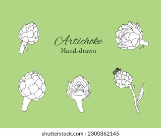 Hand drawn set of artichokes. Isolated vector illustration of hand drawn artichoke