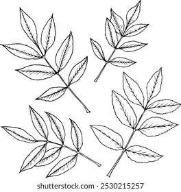 Hand drawn set of Ash leaves in line art style isolated on a white background.