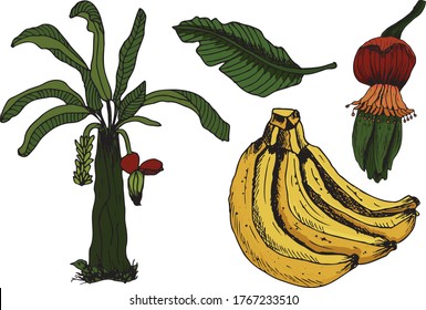 Hand drawn set of banana. Retro sketches isolated. Vintage collection. Linear graphic design. Black and white image of fruit. Vector illustration.