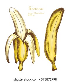 Hand drawn set of bananas,vector illustration