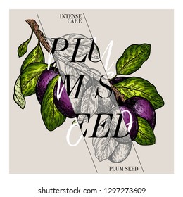 Hand drawn set of beauty product label design. Vector plum seed cosmetic. Typography template. Engraved art. Essential oils, medicine, treating, aromatherapy, package design, health care.